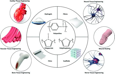  Dextran: Uma Marvela da Engenharia de Tecidos para Aplicações Biomédicas Inovadoras!